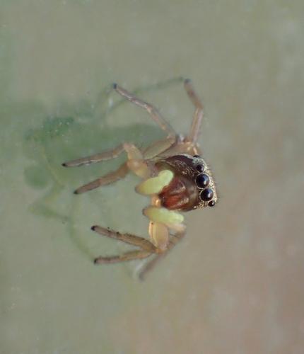 Heliophanus tribulosus